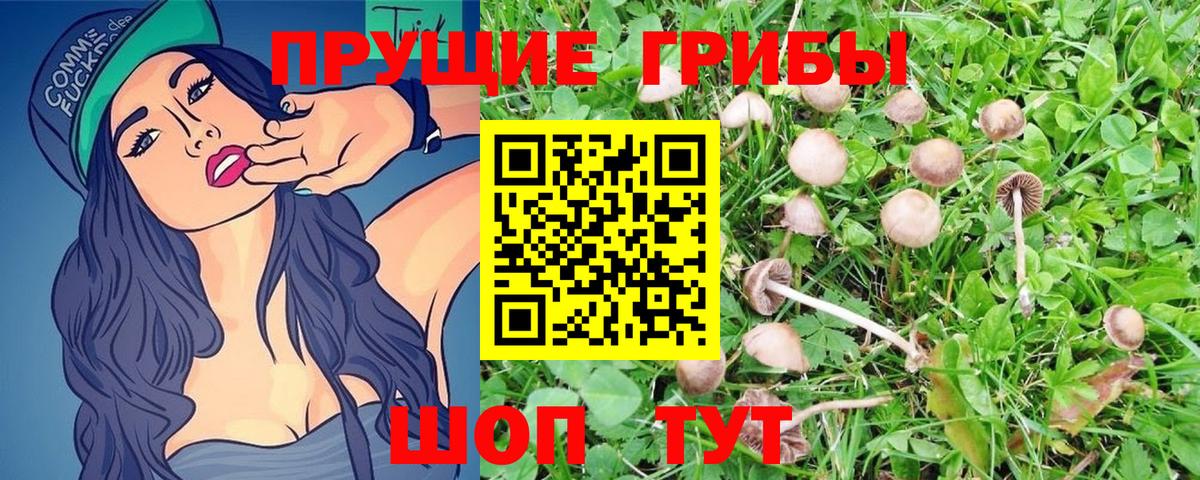 Псилоцибиновые грибы Psilocybe Красногорск